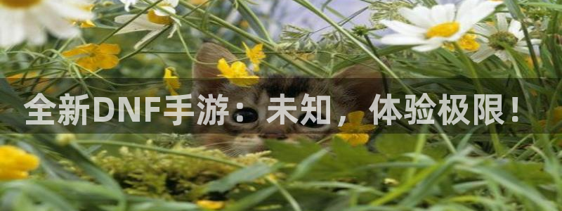 恒盛娱乐首页：全新DNF手游：未知，体验极限！